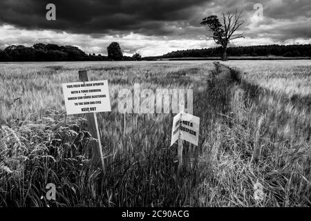 Warnhinweis, der den Menschen sagt, kein Weizenfeld als Fußweg zu benutzen, England, Großbritannien Stockfoto