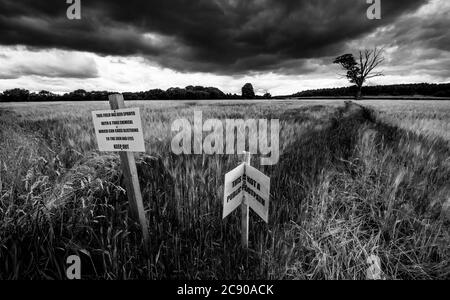 Warnhinweis, der den Menschen sagt, kein Weizenfeld als Fußweg zu benutzen, England, Großbritannien Stockfoto