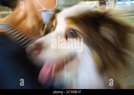 Nahaufnahme Porträt von verschwommenem Hund und Frau Stockfoto