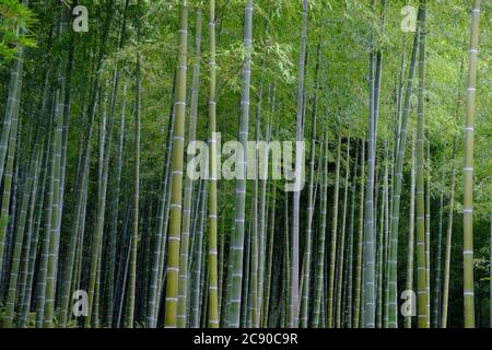 Kyoto Japan - Mt Arashiyama Monkey Park Iwatayama malerischer Bambuswald Stockfoto