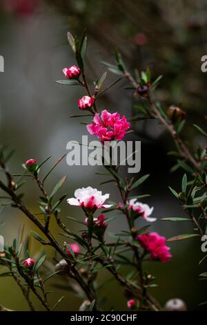Nahaufnahme Porträt von Neuseeland Teebaum Blumen. Stockfoto