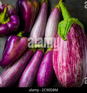 Lila Aubergine und Bell Peppers Stockfoto