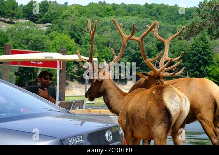 Parkwächter mit Blick auf zwei männliche (Stier-)Elche (Cervus canadensis) in der Futterlinie des Parc Omega, Montebello, Quebec, Kanada. Stockfoto