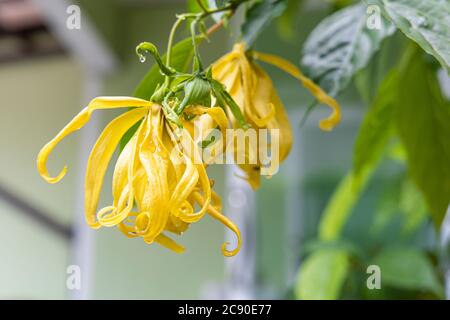 Nahaufnahme der Cananga odorata Blume mit dem Blatt nach dem Regen. Stockfoto