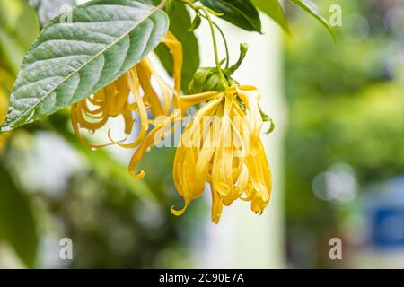 Nahaufnahme der Cananga odorata Blume mit dem Blatt nach dem Regen. Stockfoto