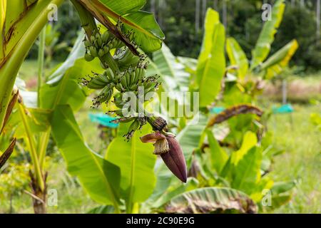 Nahaufnahme Bananenkohl auf Bananenbaum Hintergrund im Garten. Stockfoto