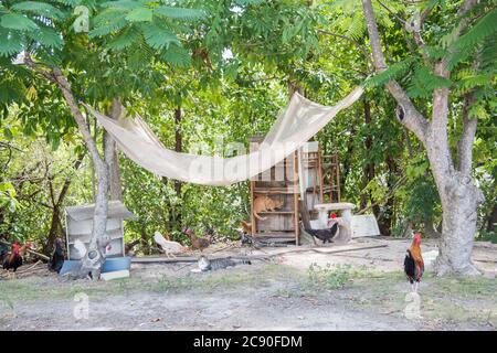 Vielfalt an Katzen, Hühnern und Hähne durch Notunterkünfte in der wilden Katzenkolonie im öffentlichen Park in Christiansted auf St. Croix in der USVI Stockfoto