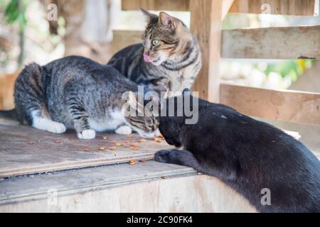 Drei Katzen essen trockenes Katzenfutter in der wilden Katzenkolonie im öffentlichen Park in Christiansted auf St. Croix in der USVI Stockfoto