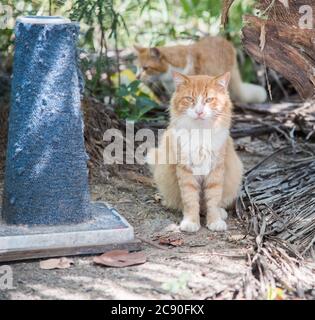 Orangefarbene gestromte Langhaar in der Wildkatzenkolonie im öffentlichen Park in Christiansted auf St. Croix in der USVI Stockfoto