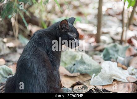 Schwarze Katze isoliert in der wilden Katzenkolonie im öffentlichen Park in Christiansted auf St. Croix in der USVI Stockfoto