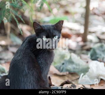 Schwarze Katze blickt über ihre Schulter in der wilden Katzenkolonie im öffentlichen Park in Christiansted auf St. Croix in der USVI Stockfoto