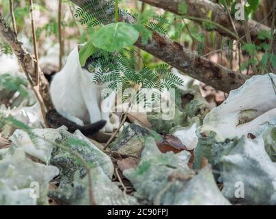 Isolierte schwarz-weiße Katze versteckt sich hinter Pflanzenblättern in der wilden Katzenkolonie im öffentlichen Park in Christiansted auf St. Croix in der USVI Stockfoto