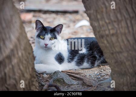 Isolierte schwarz-weiße Katze in der wilden Katzenkolonie im öffentlichen Park in Christiansted auf St. Croix in der USVI Stockfoto