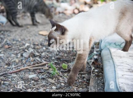 Siamesische Katze, die in der Wildkatzenkolonie im öffentlichen Park in Christiansted auf St. Croix in der USVI die Matratze abtritt Stockfoto