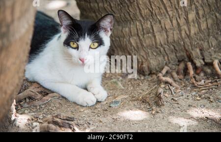 Isolierte schwarz-weiße Katze in der wilden Katzenkolonie, die zwischen Bäumen im öffentlichen Park in Christiansted auf St. Croix in der USVI ruht Stockfoto