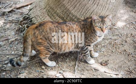 Mehrfarbige Tabby-Katze im Außenbereich in der wilden Katzenkolonie im öffentlichen Park in Christiansted auf St. Croix in der USVI Stockfoto