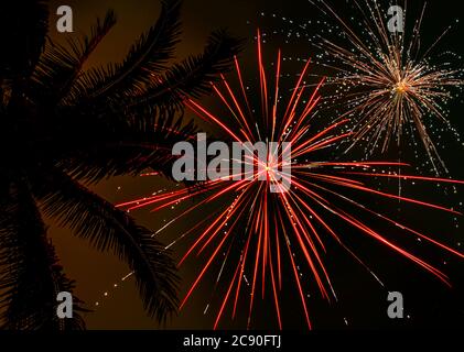 Palmen und Feuerwerk Stockfoto