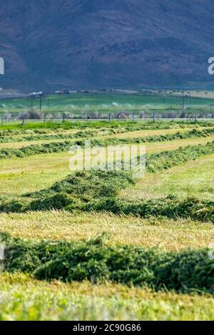 USA, Idaho, Sun Valley, frisch geschnittenes Gras im Feld Stockfoto