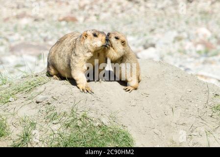 Ladakh, Indien - Himalaya-Murmeltier am Pangong-See in Ladakh, Jammu und Kaschmir, Indien. Stockfoto