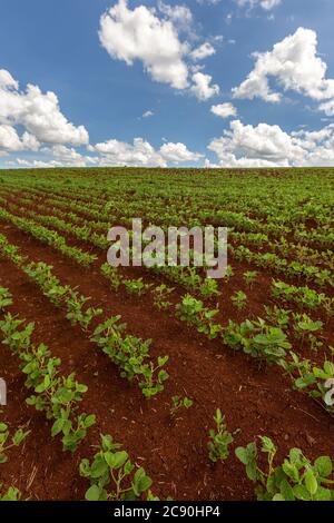 Reihen von jungen Sojapflanzen in einem Feld auf einem Hintergrund mit einem blauen Himmel und Wolken Stockfoto