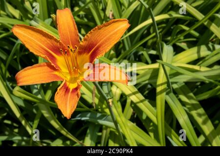 Eine Nahaufnahme der Blume einer orangen Taglilie oder Tawny Taglilie (Hemerocallis fulva) in voller Blüte in einem Garten, mit grünen Blättern, die einen Bac bilden Stockfoto