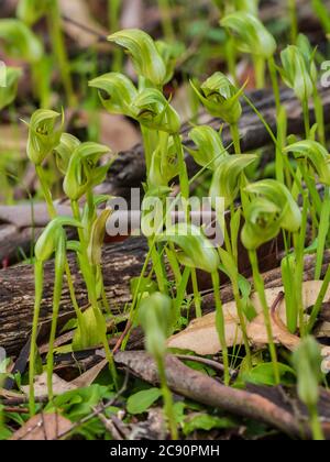 Der nickende Greenhood (Pterostylis nutans) ist im Osten Australiens endemisch. Nickende Gewächshäuser haben Blumen, die "nicken" oder sich stark nach vorne lehnen. Stockfoto