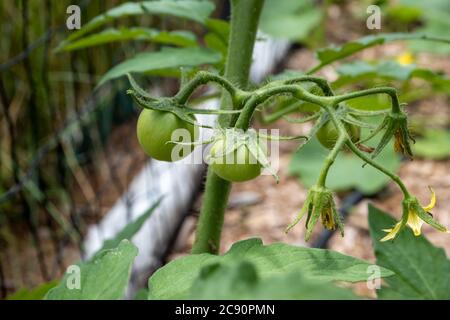 Eine Nahaufnahme einer Tomatenrebe mit neuen Tomaten, die sich bilden. Unreif hängen die Tomaten an ihren Stielen und sind noch grün. Stockfoto