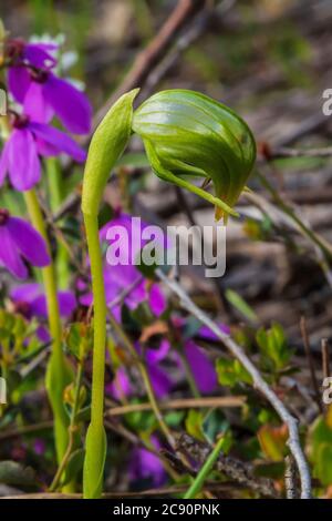 Der nickende Greenhood (Pterostylis nutans) ist im Osten Australiens endemisch. Nickende Gewächshäuser haben Blumen, die "nicken" oder sich stark nach vorne lehnen. Stockfoto