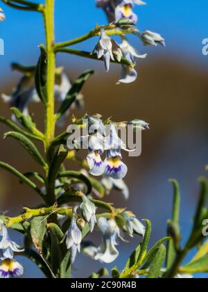 Die Blume des mehrjährigen holzig Kraut oder Strauch als Strauch Violet (Hybarthus floribundus) bekannt Stockfoto