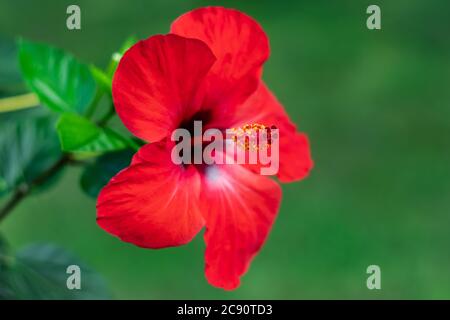 Hawaiianische Hibiscus rosa-sinensis, China Rose, eine blühende tropische Pflanze der Familie Malvaceae. Natur Hintergrund. Helle Blumentapete, rote Flowe Stockfoto