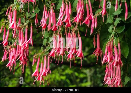 Hängende Pflanze Hardy fuchsia rosa Trompete Blumen Stockfoto