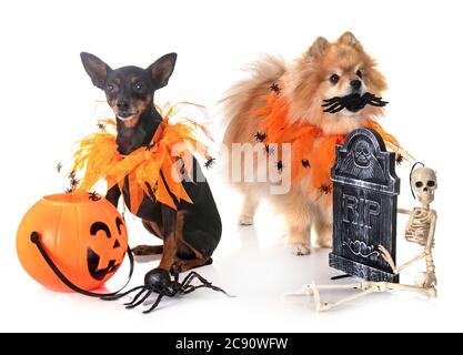 Zwergpinscher und spitz vor weißem Hintergrund Stockfoto