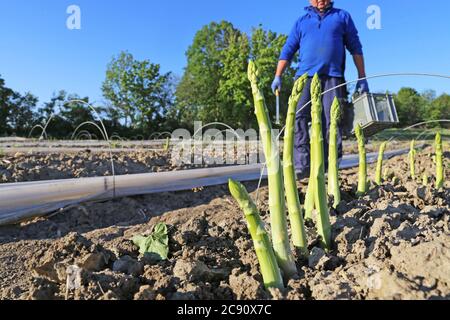 Landwirtschaftliche Spargelernte: Arbeiter ernten grünen Spargel Stockfoto