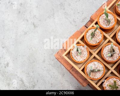 Grüner Kaktus im Topf. Grüner Kaktus in Terrakotta-Töpfen in Holzkiste, Draufsicht mit Kopierraum. Stockfoto