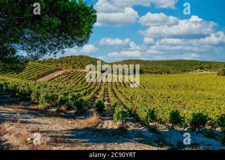 Ein Weitwinkel Blick auf grüne, ruhige Weinberge in den hügeligen Hügeln in der Nähe von Gigondas, Provence, Frankreich kultiviert. Stockfoto