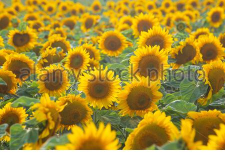 Sonnenblumenszene im bayerischen Sommer, da das Wetter weiterhin schön ist. Stockfoto