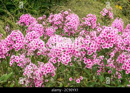 Phlox „Miss Pepper“-Gruppe im Garten, lockere Stauden, die jedes Jahr größer werden Stockfoto