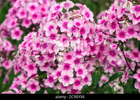 Rosa Phlox Miss Pfeffer Nahaufnahme Blume Stockfoto