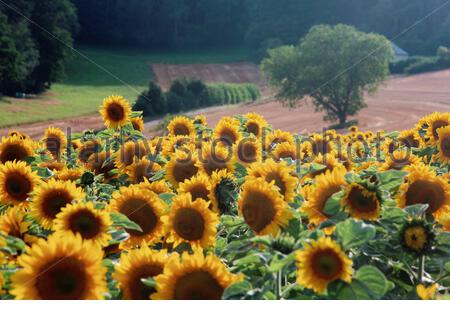 Sonnenblumenszene im bayerischen Sommer, da das Wetter weiterhin schön ist. Stockfoto