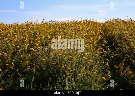 Gelbe Blüten von Tansy mit grünem Laub. Stockfoto