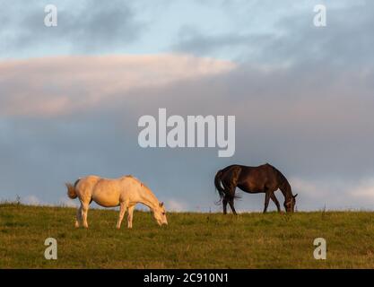 Riverstick, Cork, Irland. Juli 2020. Pferde grasen im frühen Morgenlicht auf Ackerland in Ringaskiddy, Co. Cork, Irland. - Credit David Creedon / Alamy Live News Stockfoto