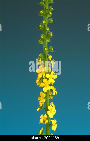 Agrimony, Agrimonia eupatoria, auch Ackerpflanze oder Agrimony. Als Droge während der Blüte gesammelt und getrocknet Sprosse Agrimoniae herba dienen. Es h Stockfoto