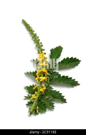 Agrimony, Agrimonia eupatoria, auch Ackerpflanze oder Agrimony. Als Droge während der Blüte gesammelt und getrocknet Sprosse Agrimoniae herba dienen. Es h Stockfoto