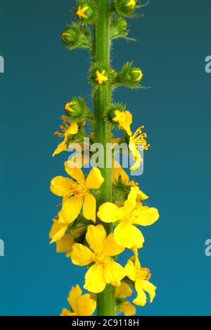 Agrimony, Agrimonia eupatoria, auch Ackerpflanze oder Agrimony. Als Droge während der Blüte gesammelt und getrocknet Sprosse Agrimoniae herba dienen. Es h Stockfoto