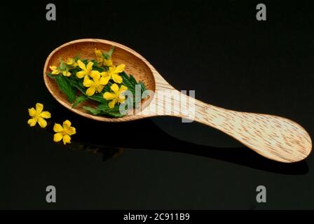 Agrimony, Agrimonia eupatoria, auch Ackerpflanze oder Agrimony. Als Droge während der Blüte gesammelt und getrocknet Sprosse Agrimoniae herba dienen. Es h Stockfoto