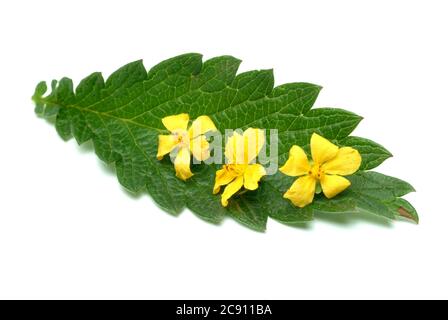 Agrimony, Agrimonia eupatoria, auch Ackerpflanze oder Agrimony. Als Droge während der Blüte gesammelt und getrocknet Sprosse Agrimoniae herba dienen. Es h Stockfoto