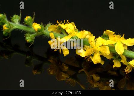 Agrimony, Agrimonia eupatoria, auch Ackerpflanze oder Agrimony. Als Droge während der Blüte gesammelt und getrocknet Sprosse Agrimoniae herba dienen. Es h Stockfoto
