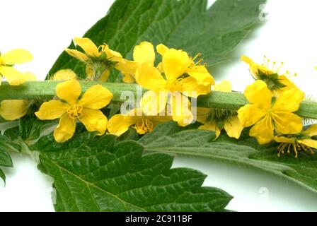 Agrimony, Agrimonia eupatoria, auch Ackerpflanze oder Agrimony. Als Droge während der Blüte gesammelt und getrocknet Sprosse Agrimoniae herba dienen. Es h Stockfoto