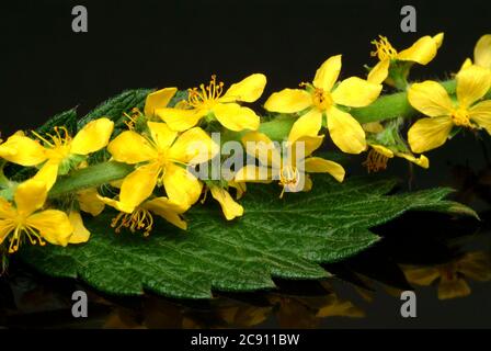 Agrimony, Agrimonia eupatoria, auch Ackerpflanze oder Agrimony. Als Droge während der Blüte gesammelt und getrocknet Sprosse Agrimoniae herba dienen. Es h Stockfoto