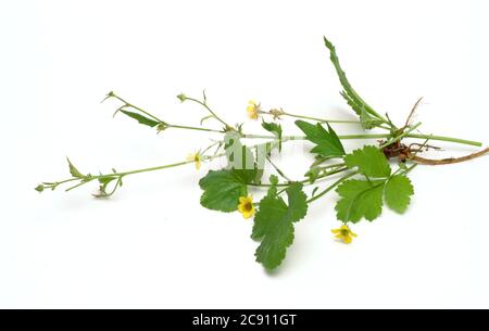 Blutwurzel, Potentilla erecta, sogar Dilledapp, Durmentill, Schlangenwurz, Rotwurz, Dysenterie Wurz, Seven Fingers oder Tormentill. Blutwurzel hat adstringierend, Stockfoto